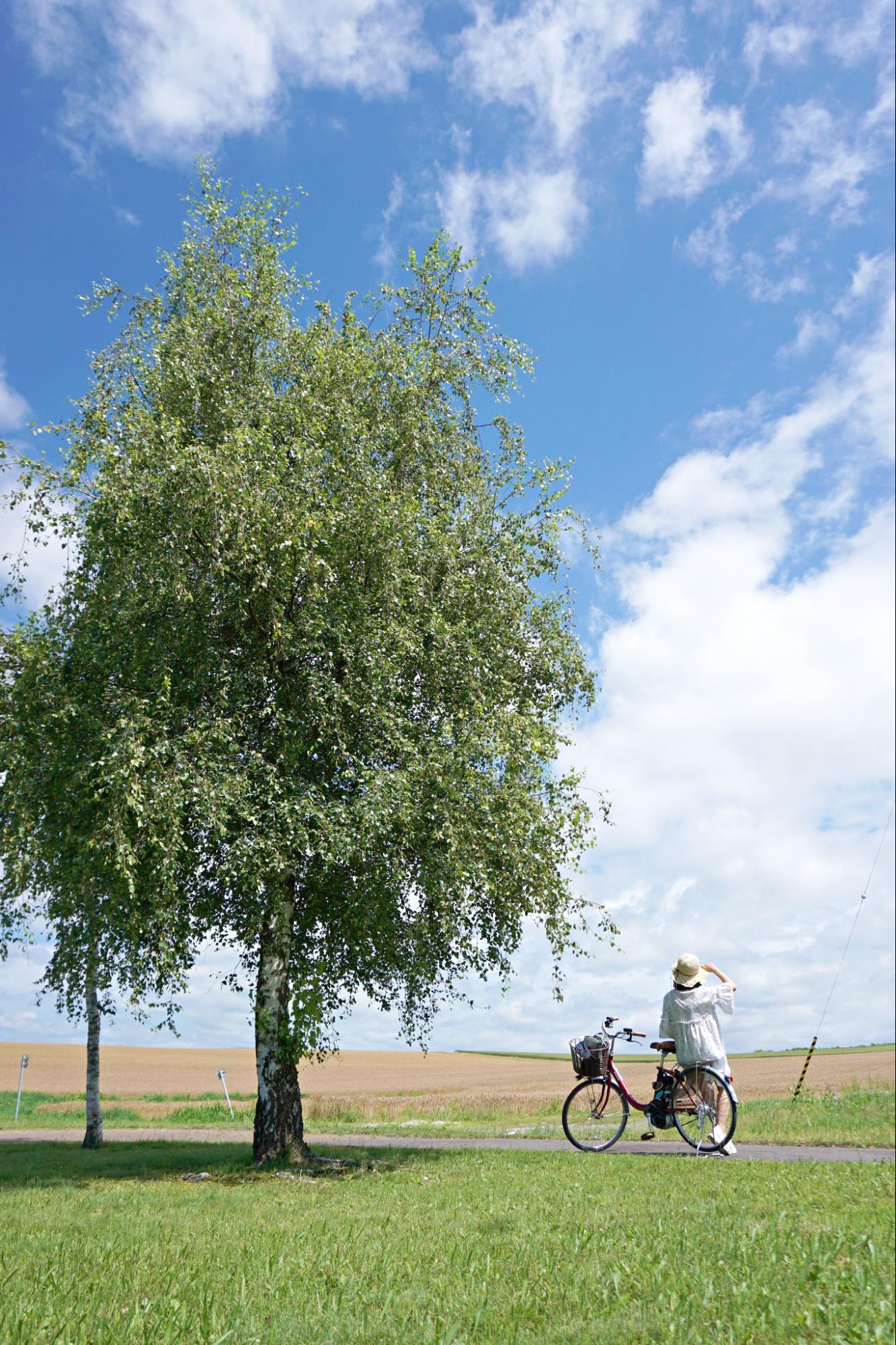 Mùa hè đẹp nhất Hokkaido, Nhật Bản 11 cây tại vùng nông nghiệp hokkaido
