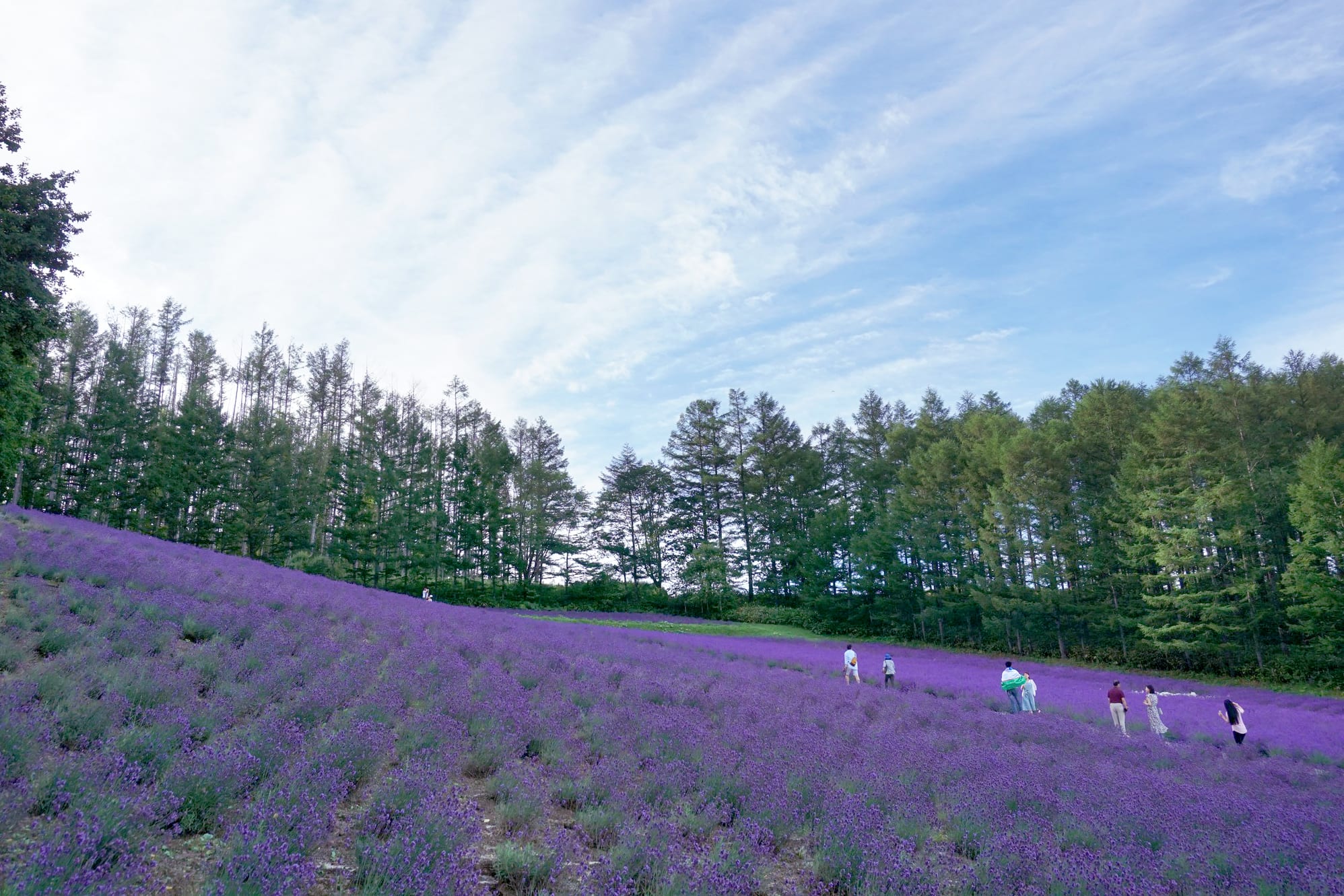Mùa hè đẹp nhất Hokkaido, Nhật Bản 8 cánh đồng hoa oải hương tại hokkaido