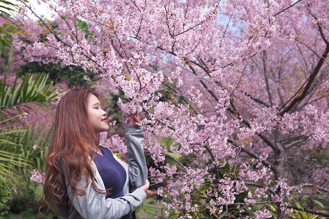 18 địa điểm ngắm hoa anh đào bạn không thể bỏ lỡ mùa xuân này 5 18 dia diem ngam hoa anh dao ban khong the bo lo mua xuan nay19