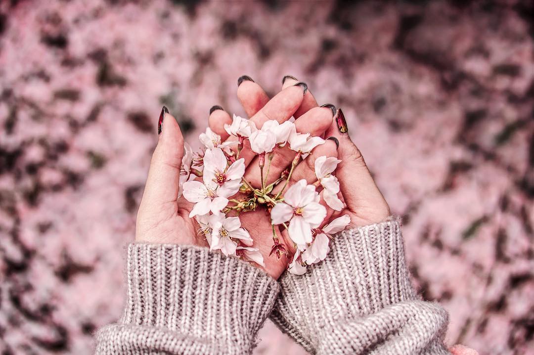 18 địa điểm ngắm hoa anh đào bạn không thể bỏ lỡ mùa xuân này 10 18 dia diem ngam hoa anh dao ban khong the bo lo mua xuan nay30