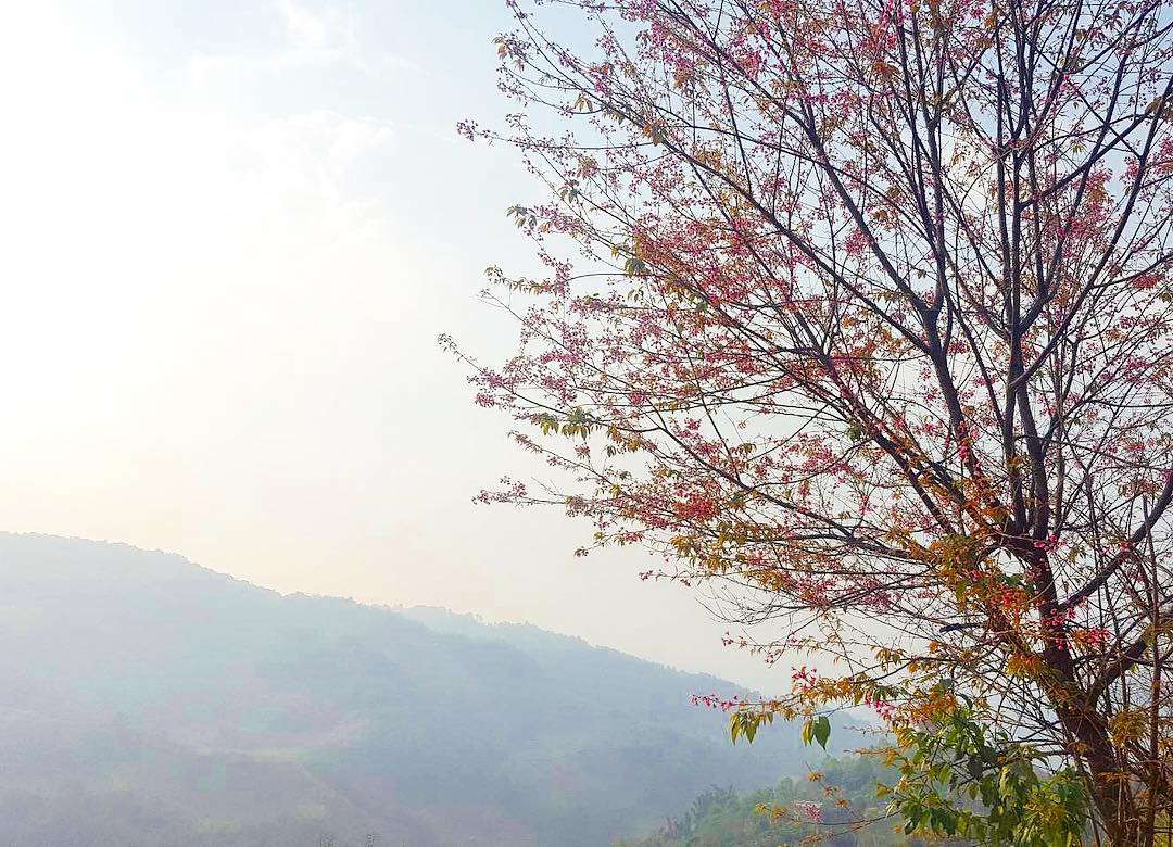 Đi Thái Lan ngắm hoa anh đào: 7 nơi hoa anh đào nở cực đẹp! 6 di thai ngam hoa anh dao 7 noi hoa anh dao no cuc dep4