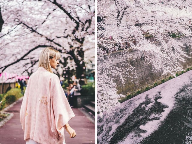 Meguro Cherry Blossom 