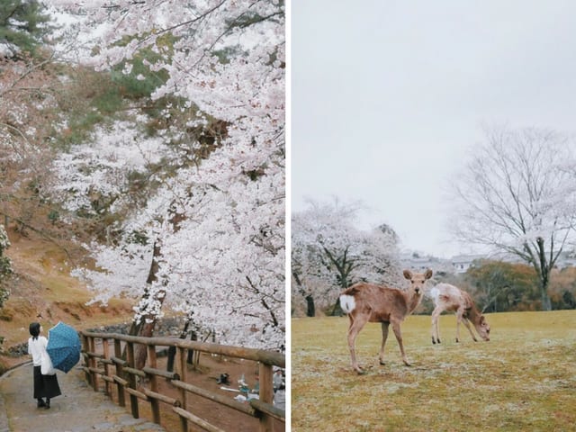 Nara Deer Park Cherry Blossom