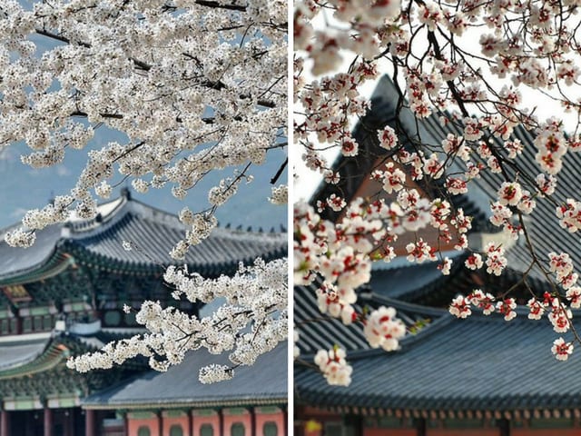 Gyeong buk gung cherry blossom