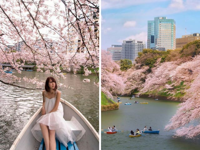 Chidoriga-Fuchi Park Cherry Blossom 
