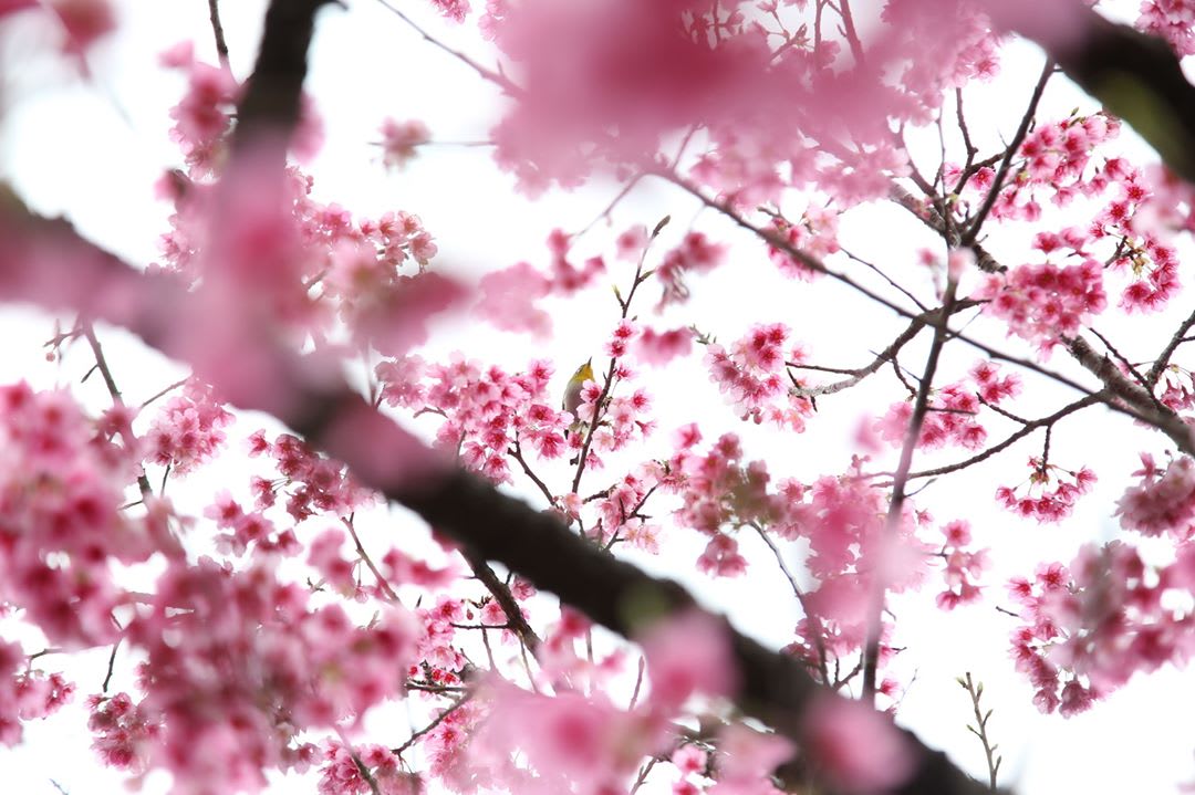 Nakijin Cherry Blossom Okinawa