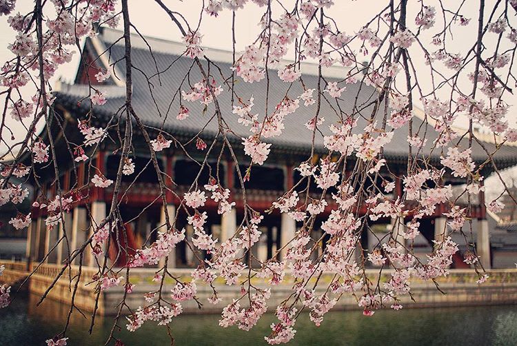 gyeongbukgung Palace Cherry Blossom