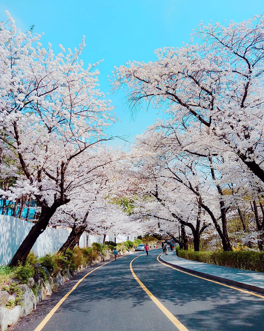 namsan cherry blossom