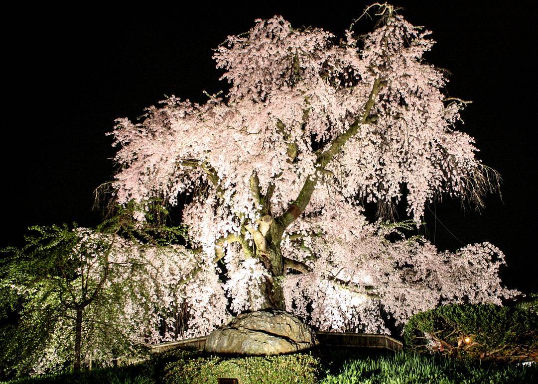 Maruyama park tree illumination