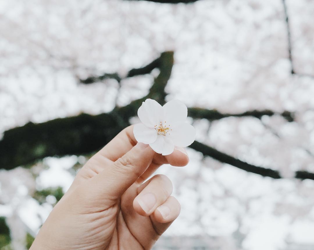 Nara Cherry Blossom