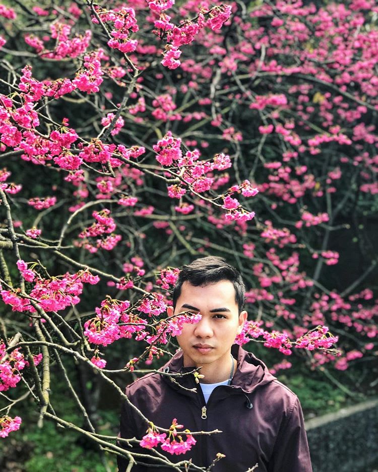 Yang ming shan cherry blossom