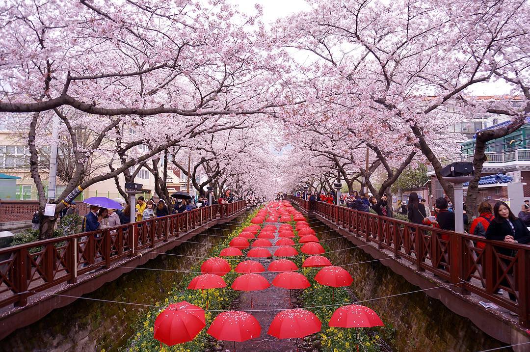Korea Jinhae Festival Bridge
