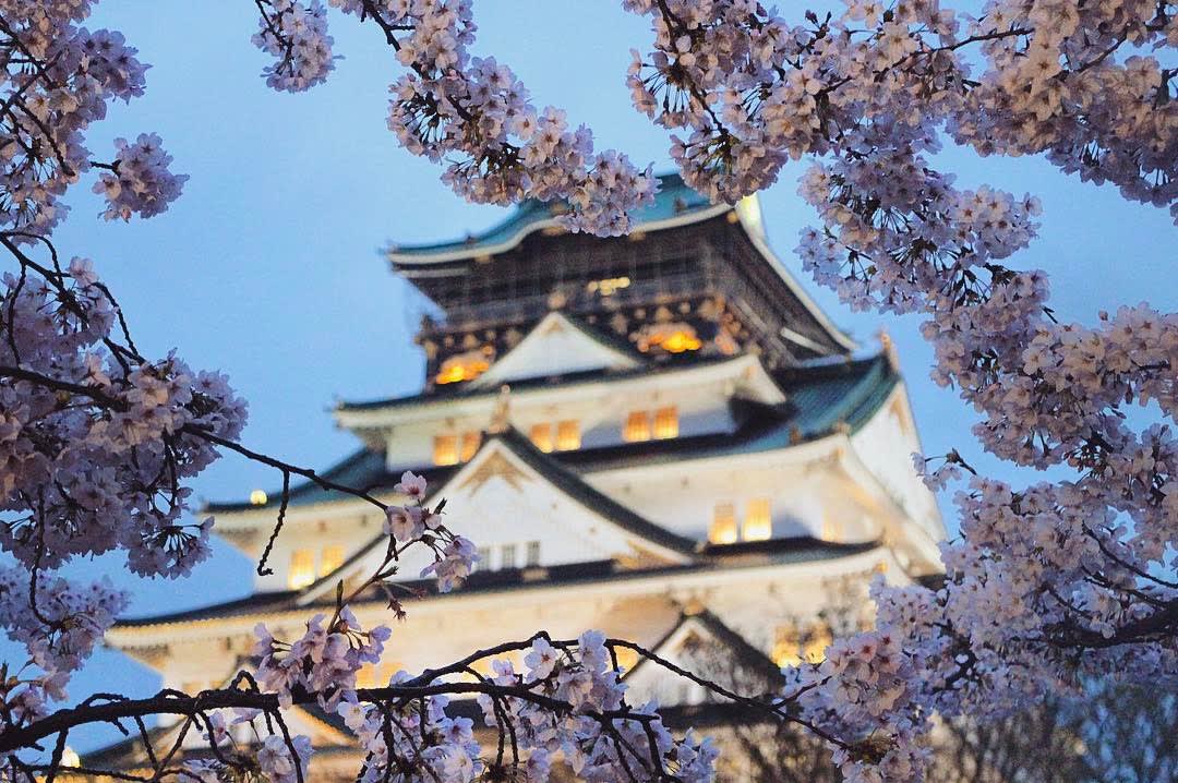 Cherry Blossom At Osaka Castle