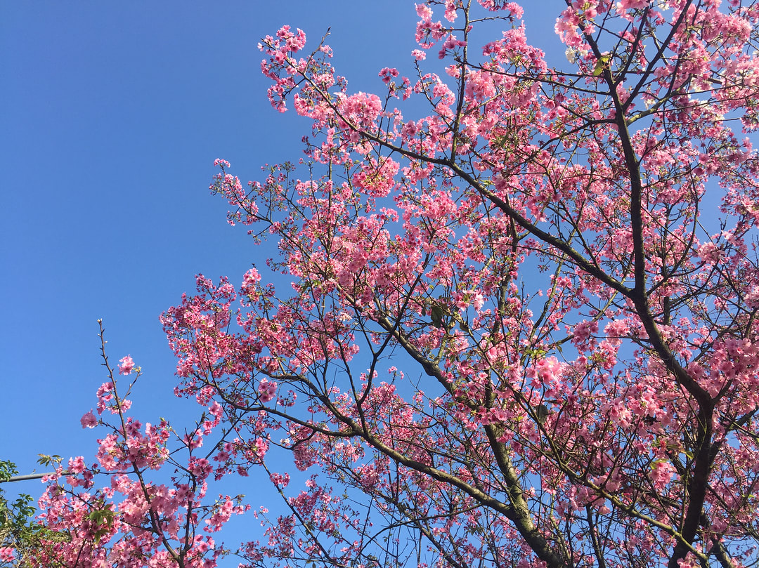yang ming shan cherry blossom