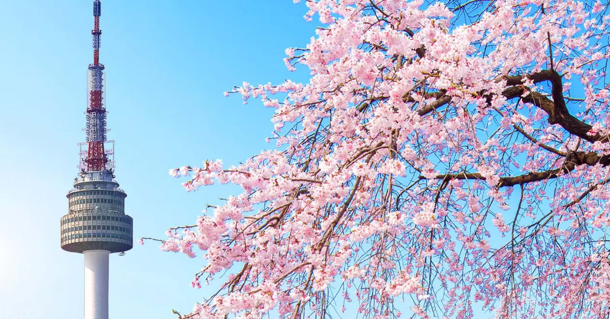 Korea S Cherry Blossom Forecast And The Best Viewing Spots Klook Blog