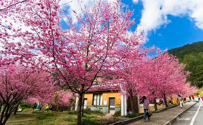 Taiwan’s 2018 Cherry Blossom Forecast And The Best Viewing Spots ...