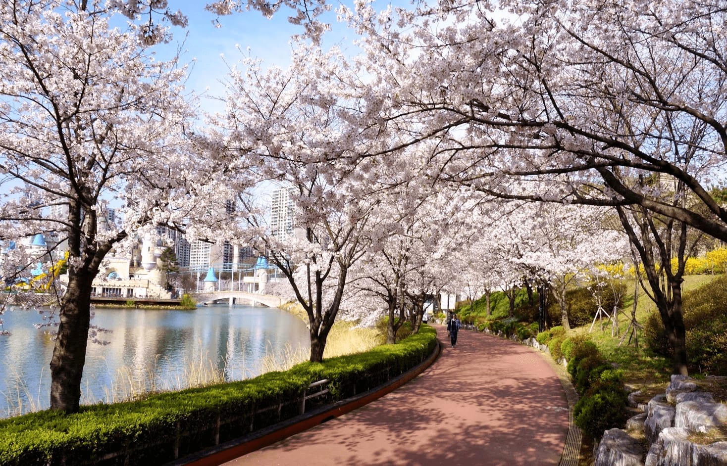 Koreas Cherry Blossom Forecast And The Best Viewing Spots Klook Travel Blog