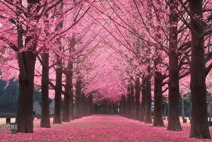 Destinasi Cherry Blossom Di Korea Selatan