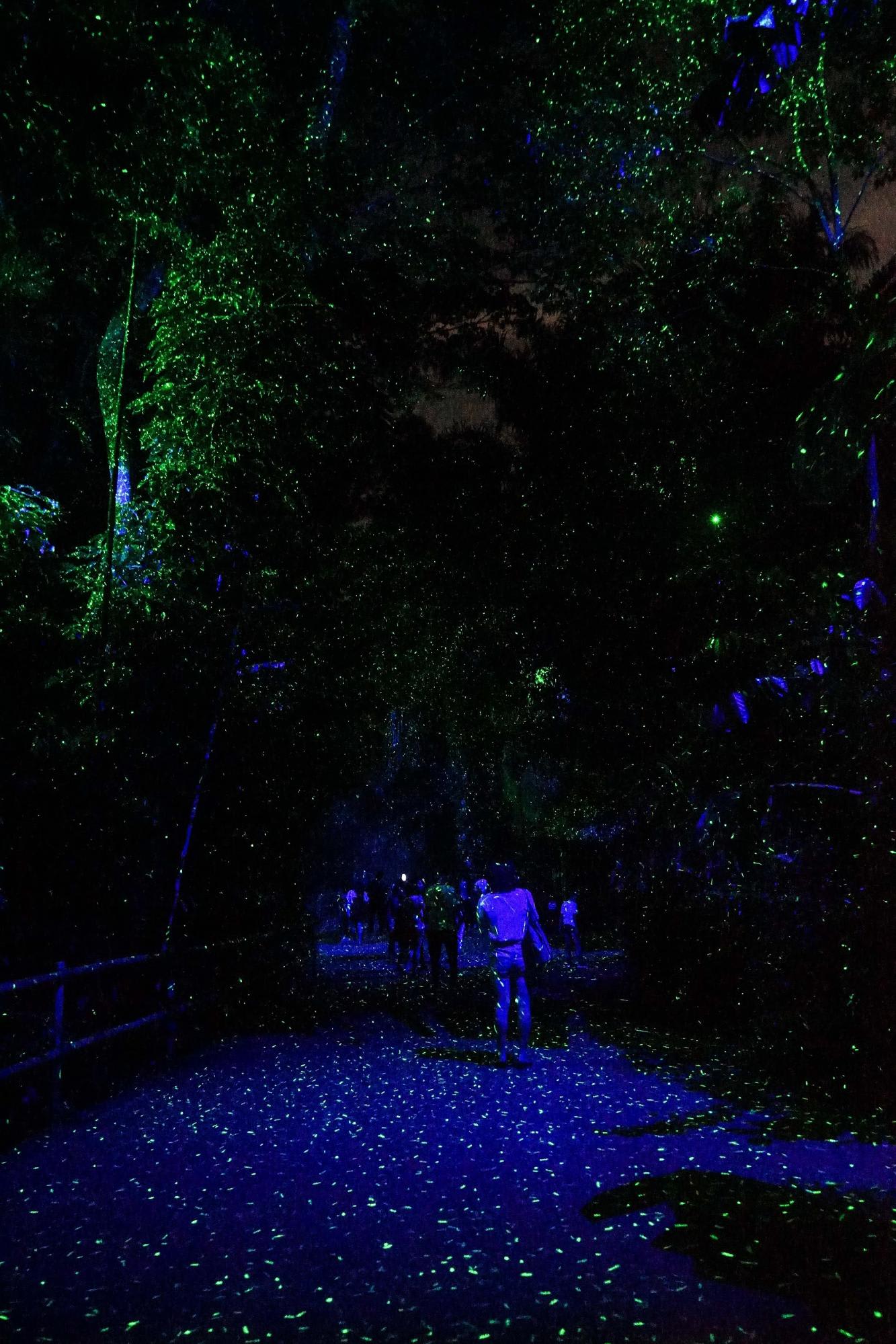 [NEW] The Singapore Zoo Comes Alive At Night With Rainforest Lumina ...