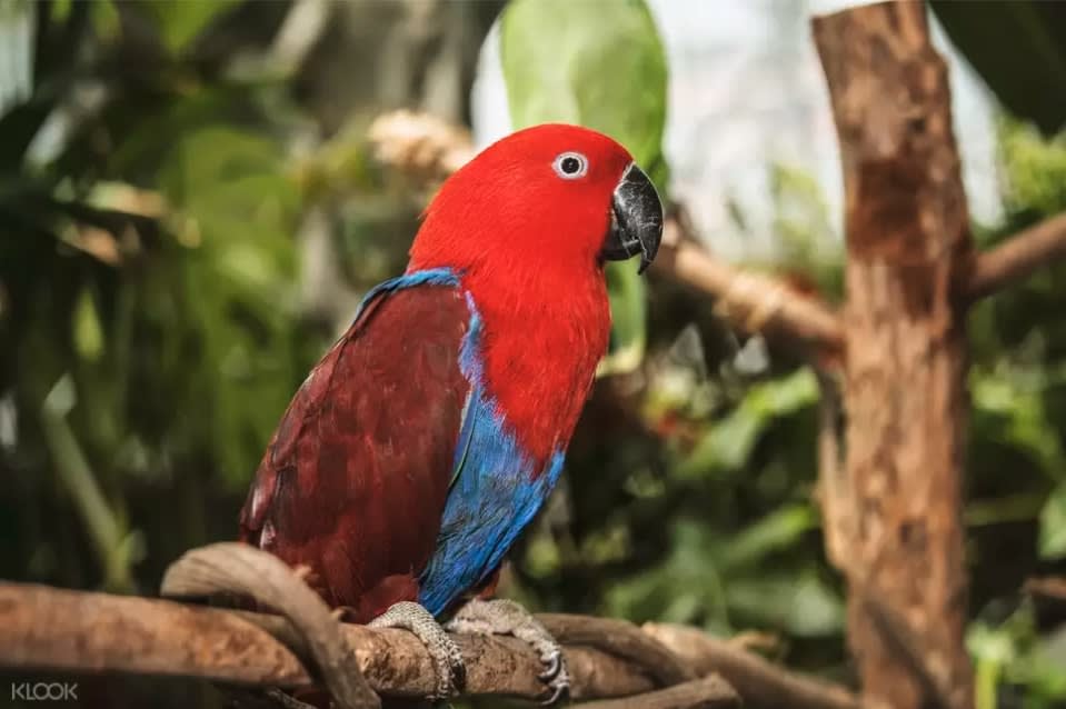 Parrot at The Green Planet