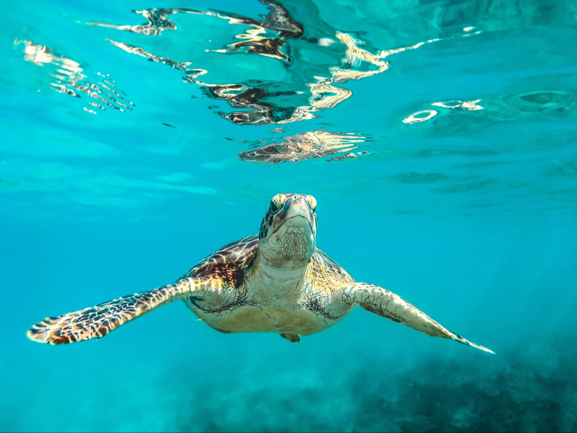 Sea turtle in Barbados