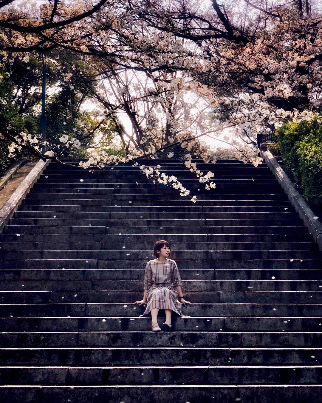 Falling sakura in Nishi Park