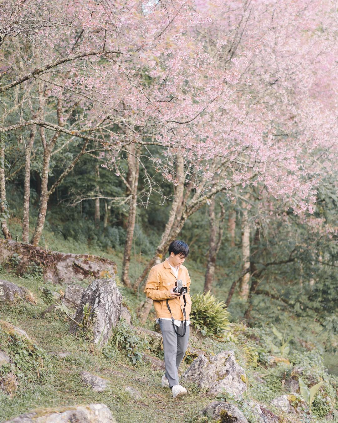 Cherry blossoms on Doi Inthanon