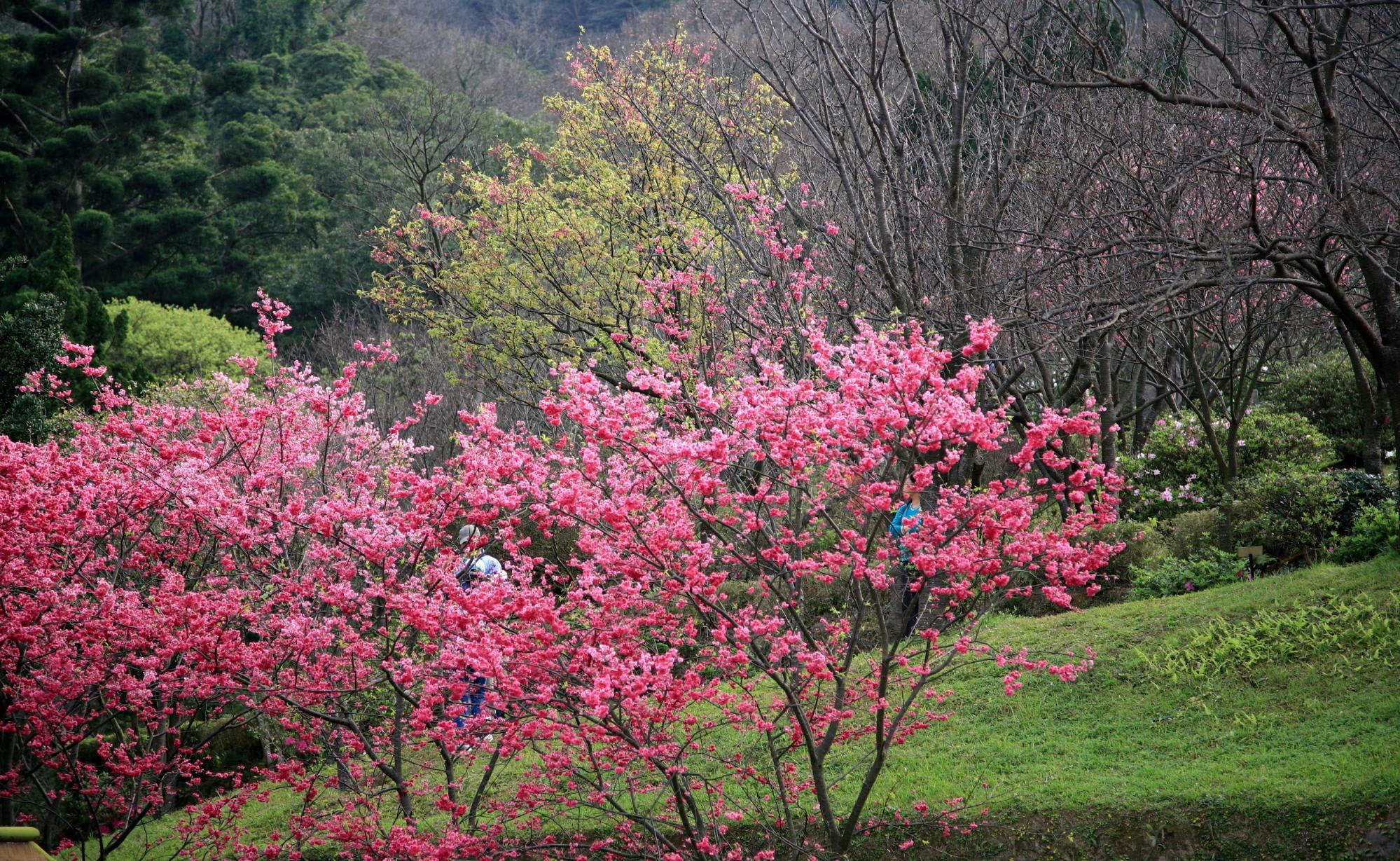 Yangmingshan cherry blossoms