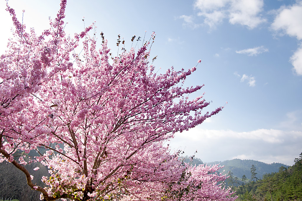 Wuling Farm cherry blossoms