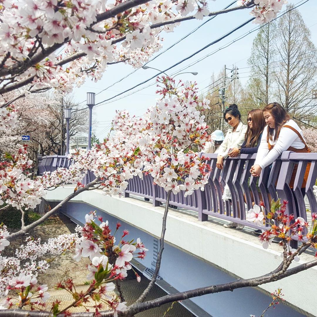 Sakura from the Yamazaki River bridge