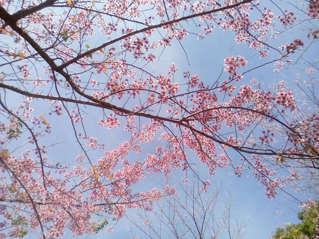 cherry blossoms frame the sky in chiang mai