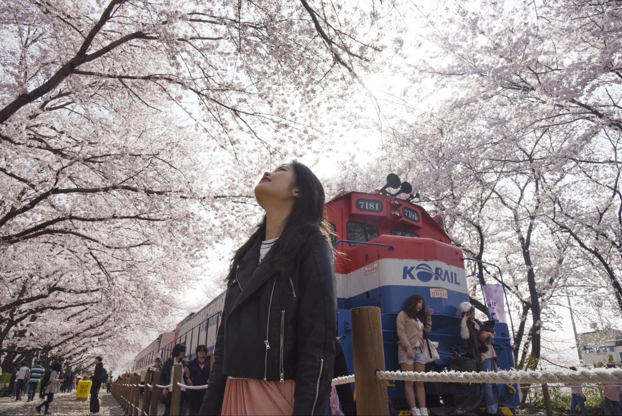 Gyeonghwa Rail train under the cherry blossoms