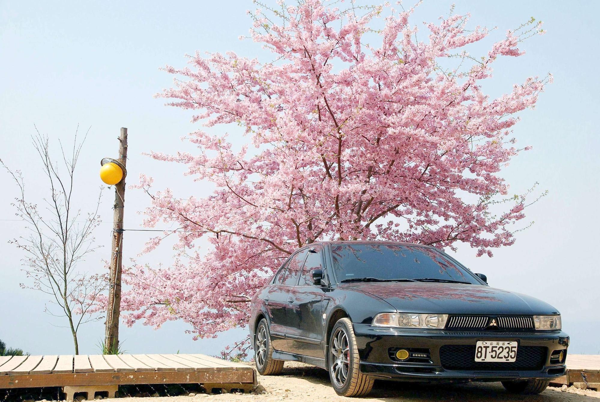 Alishan cherry blossom sites