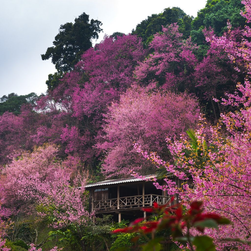 Cherry Blossoms in Baan Khun Chang Kian