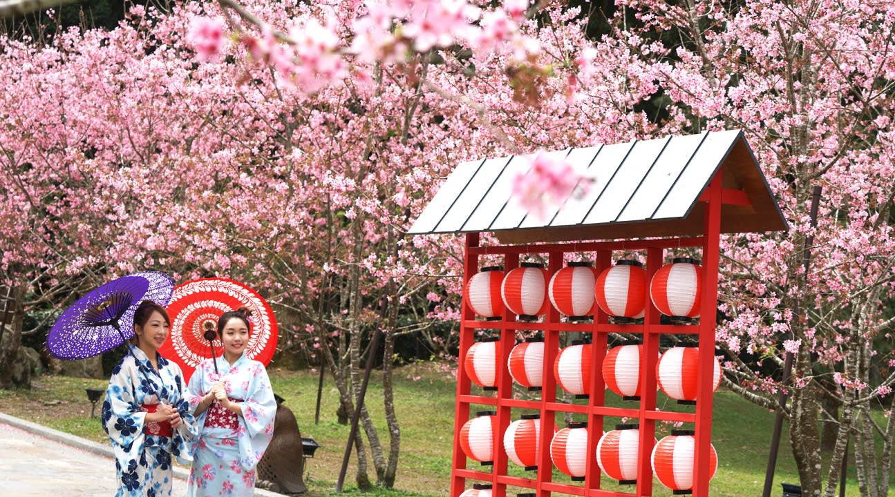Sun Moon Lake cherry blossoms