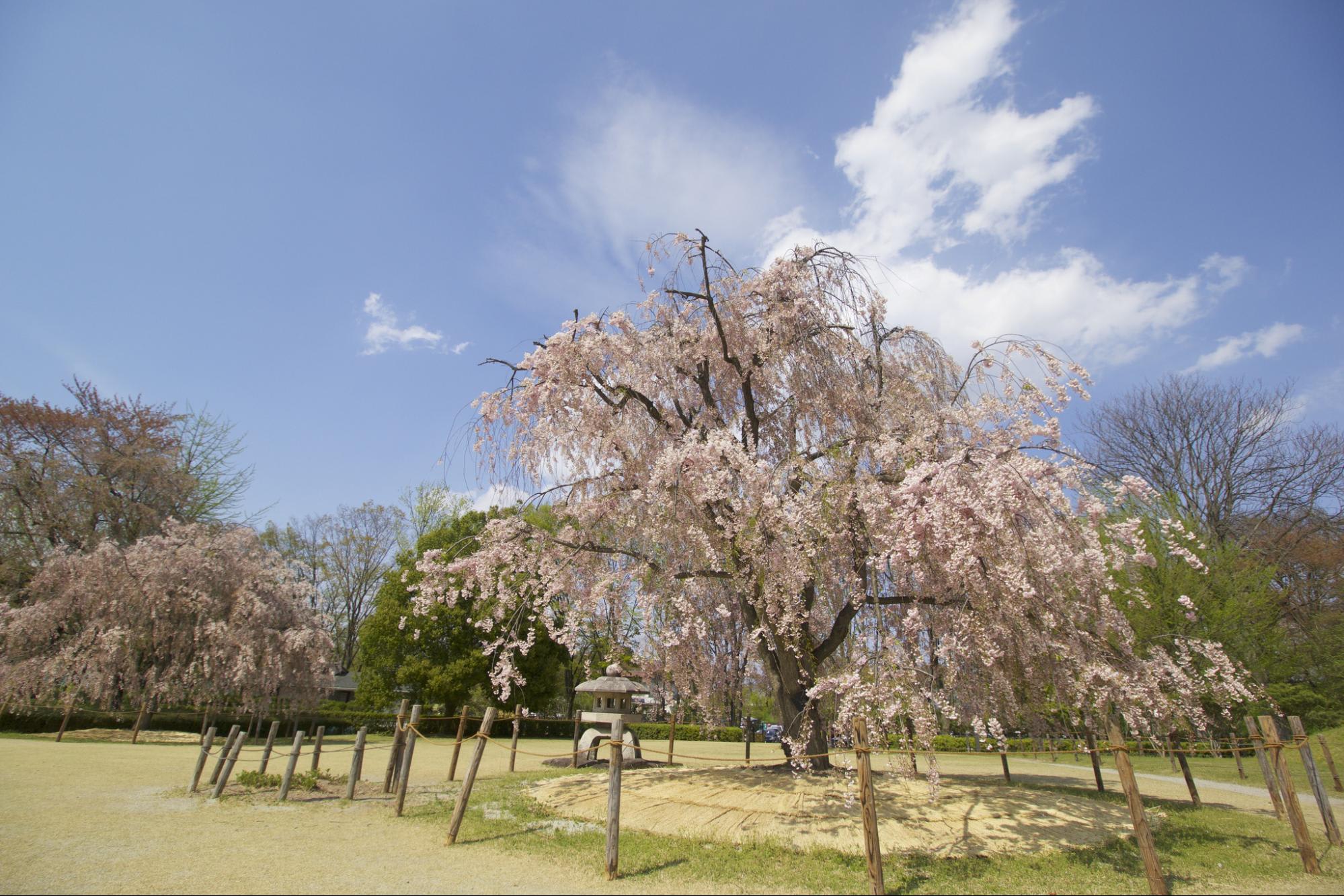 Kajo park sakura