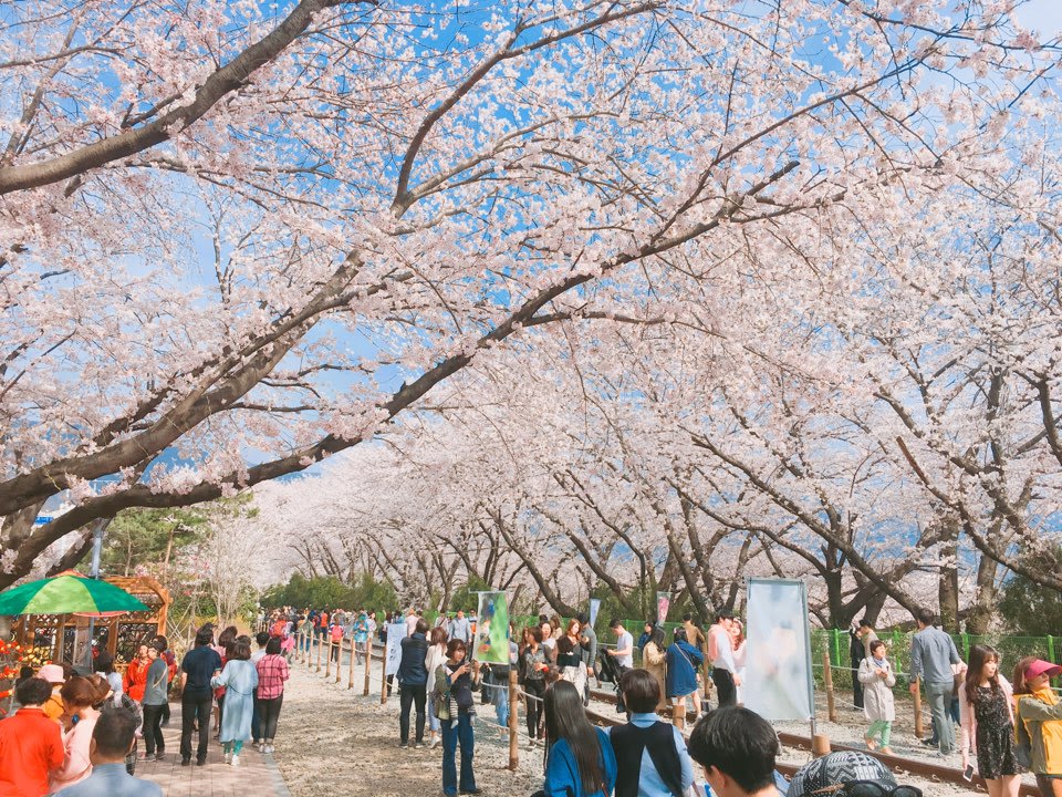 Jinhae Gunhangje festival