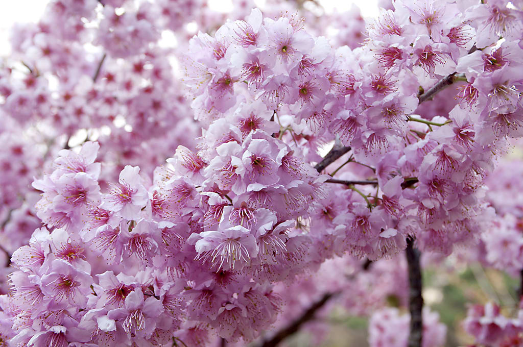 Wuling Farm cherry blossom close up