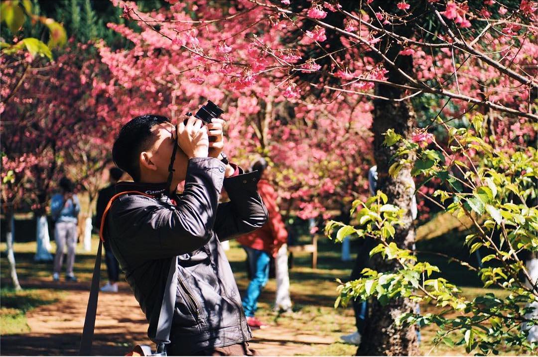Doi Ang Khang cherry blossoms