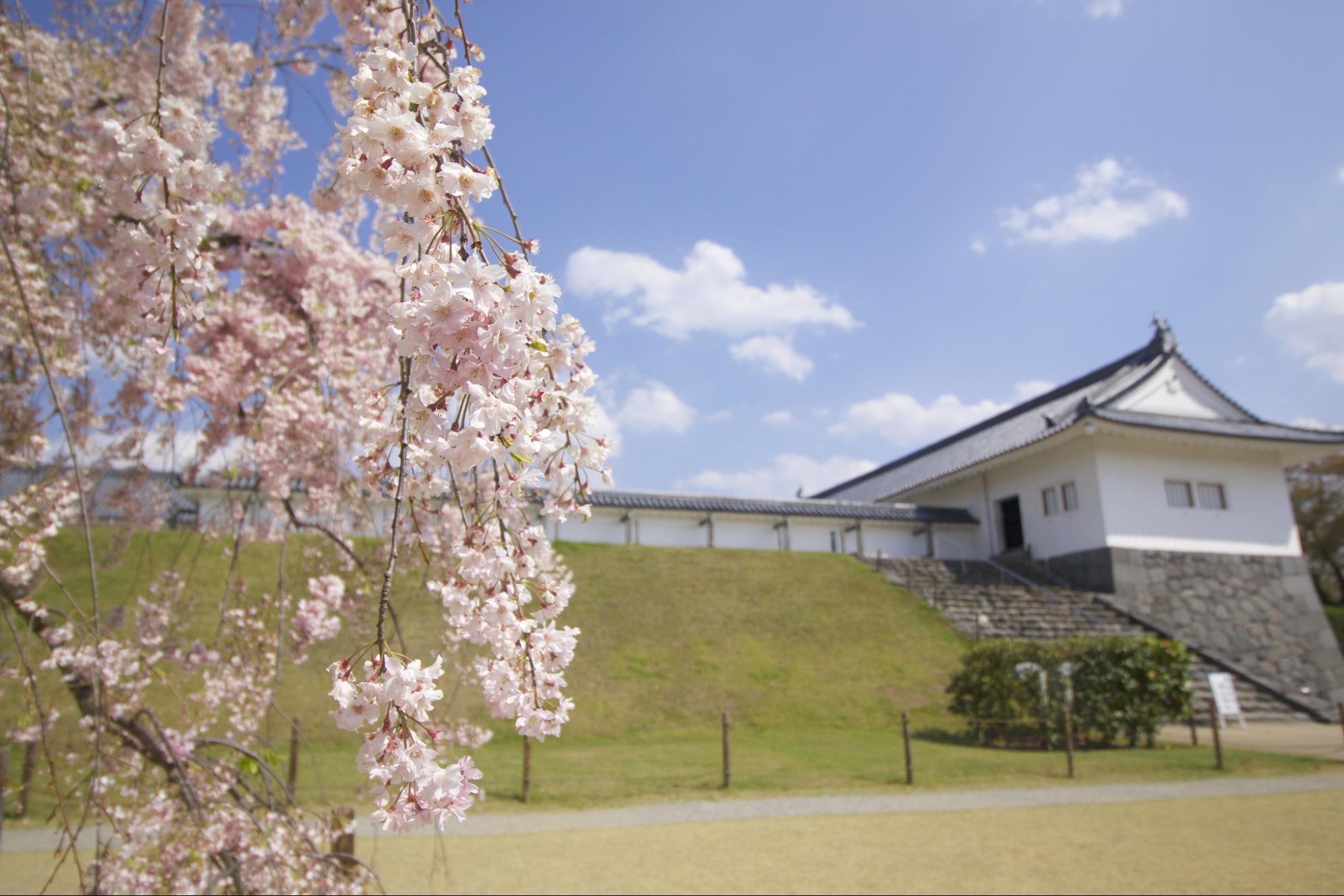 Kajo Park sakura