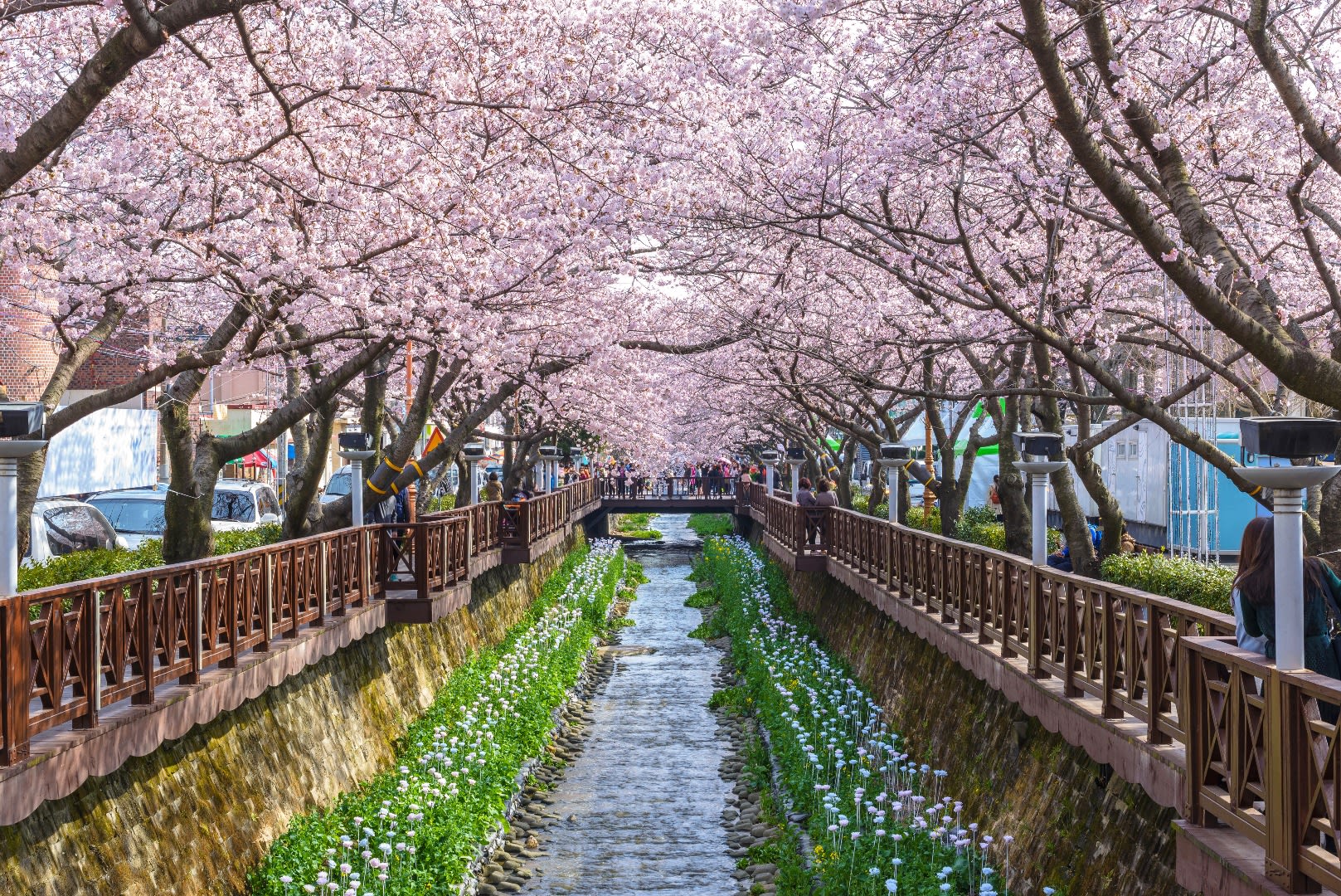 Yeojwacheon Stream cherry blossoms