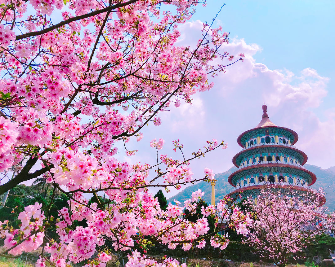 Ingin Foto Dengan Pemandangan Sakura Yang Indah Cari Tahu 18