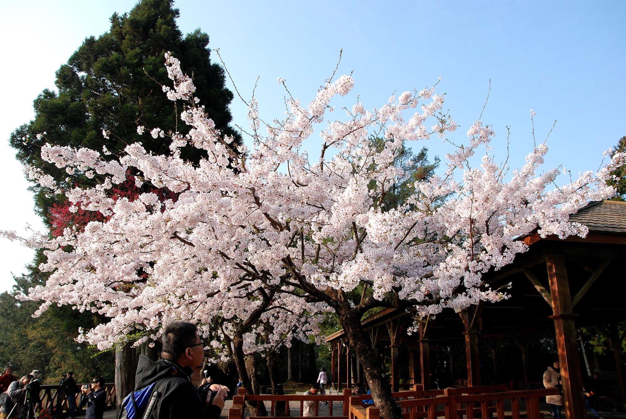 Alishan Cherry Blossom shelters