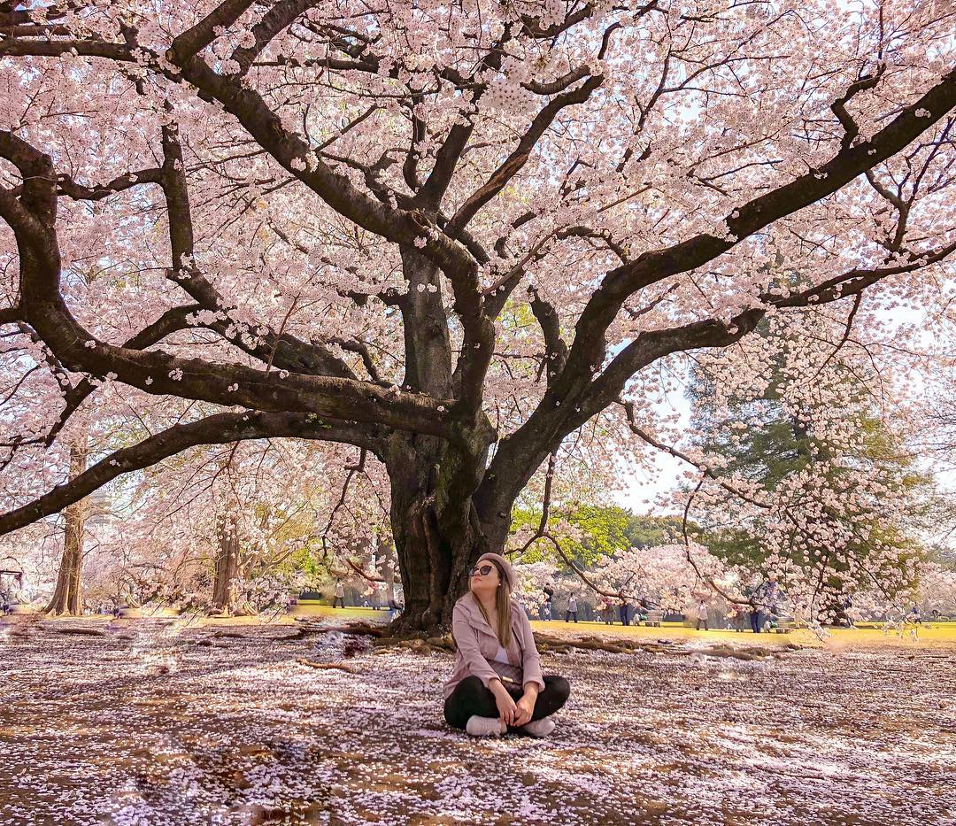 Cherry blossoms in Shinjuku Gyoen