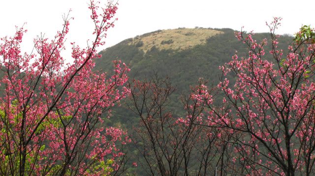 yangmingshan cherry blossom