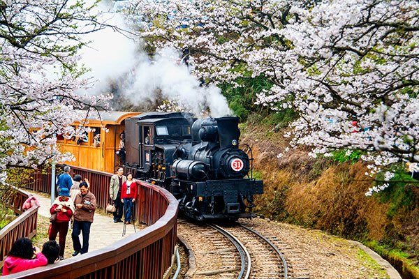 alishan cherry blossom