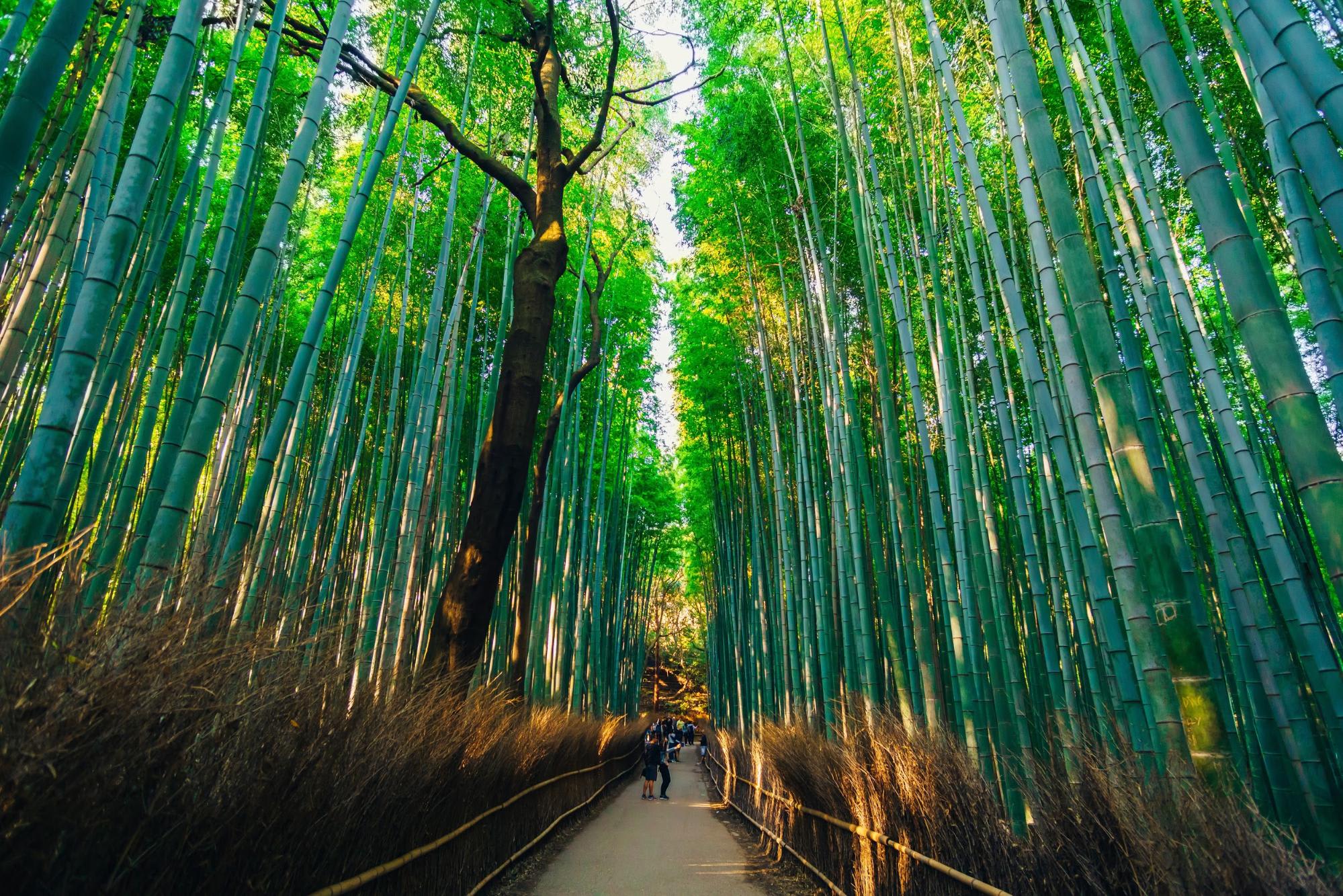 kyoto