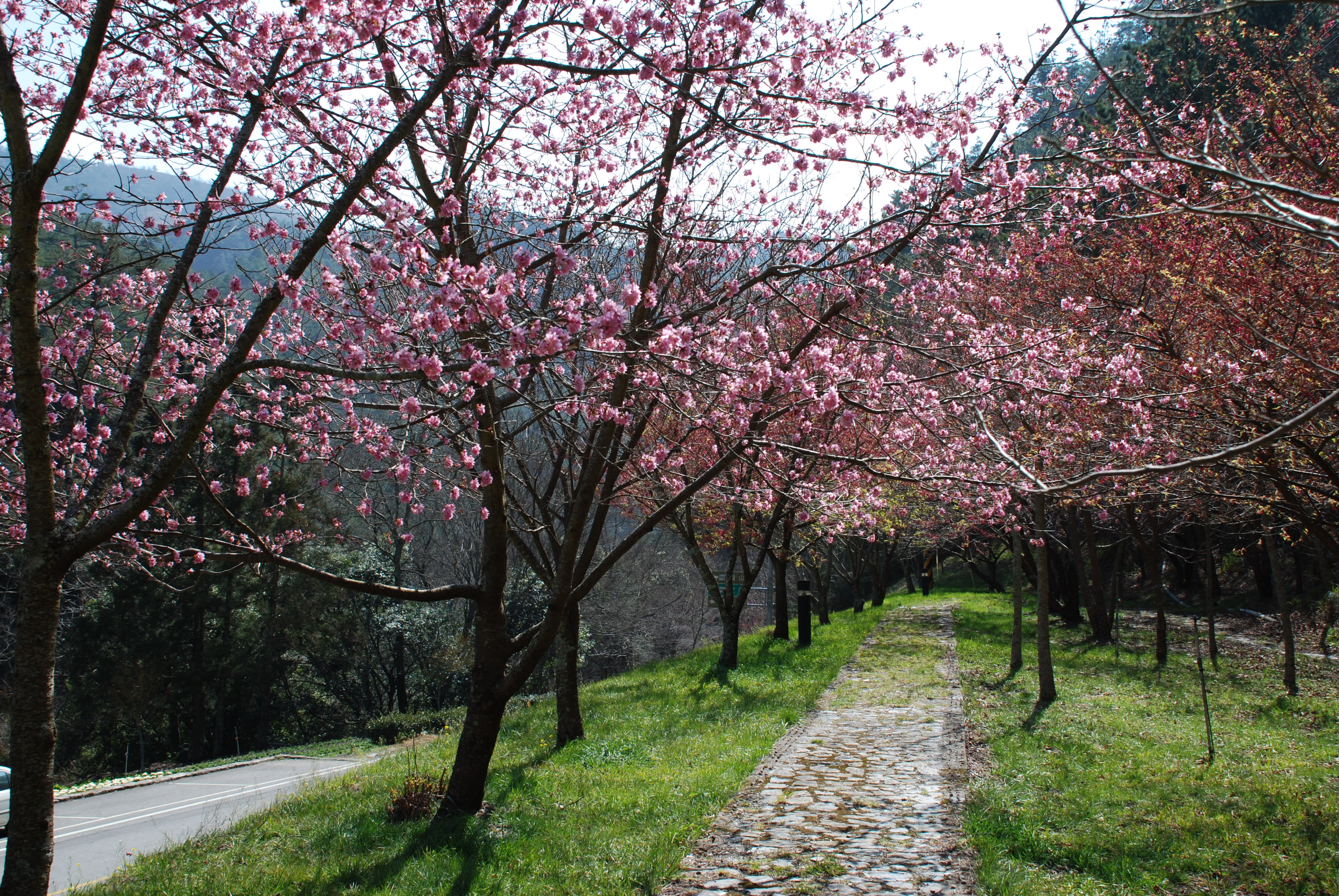 Wuling Farm cherry blossom path