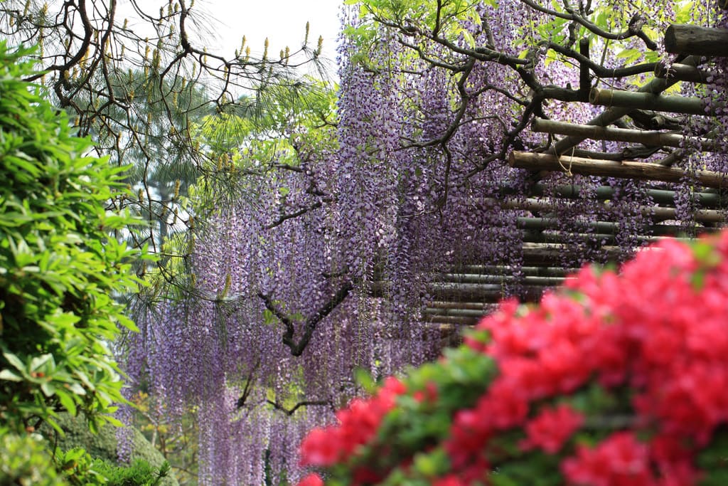 Can’t Get Enough Of The Sakura Season? Japan’s Wisteria Is Just As