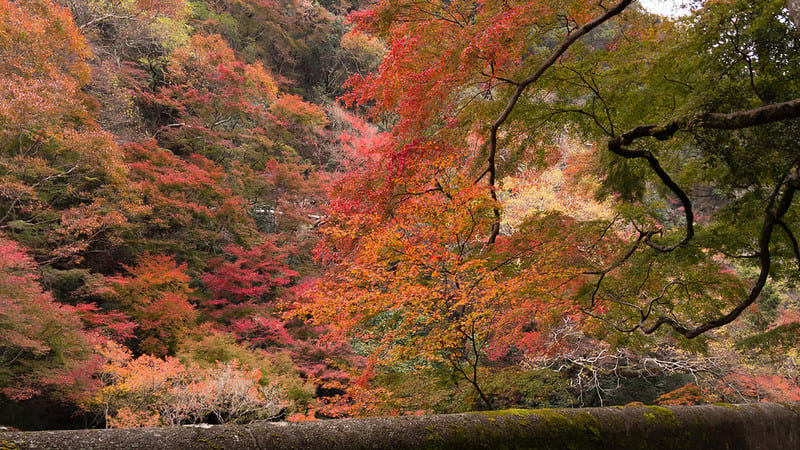 Fall For Japan All Over Again This Autumn At 12 Stunning Sightseeing